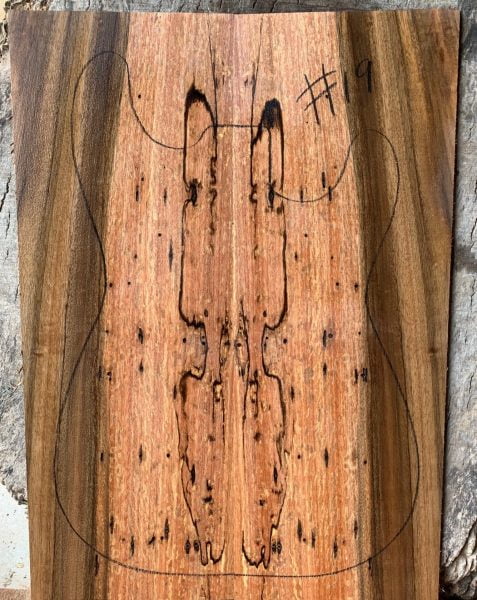 Spalted Queensland Walnut