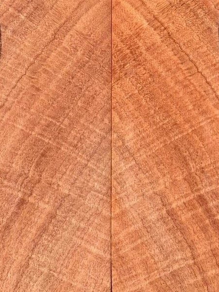 Silkwood Maple